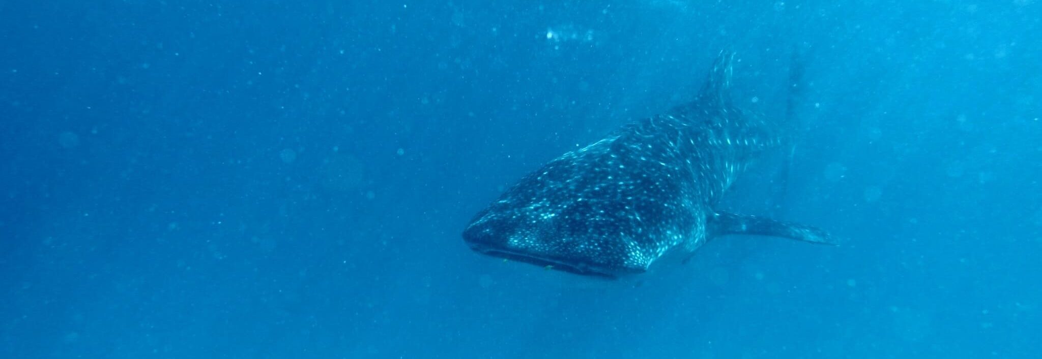 Whaleshark